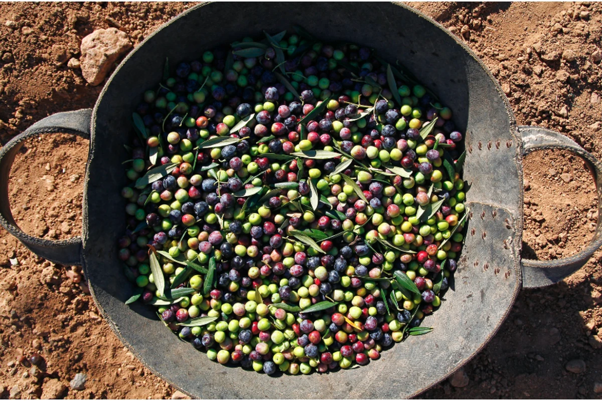 Aceitunas preparadas para análisis de rendimiento