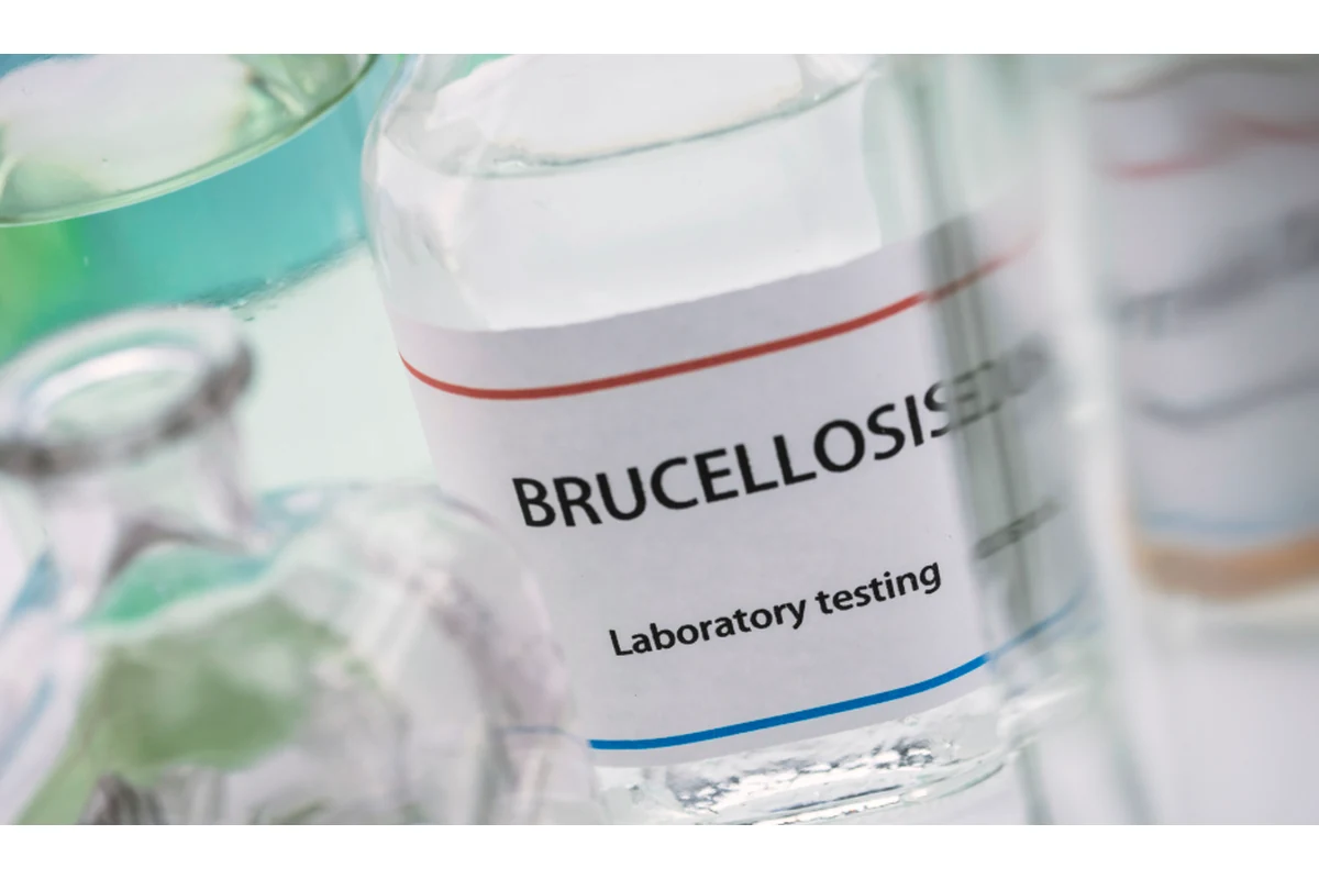 Brucelosis canina: diagnóstico por PCR y serología