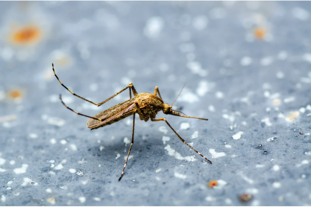 Diagnóstico urgente de leishmaniosis