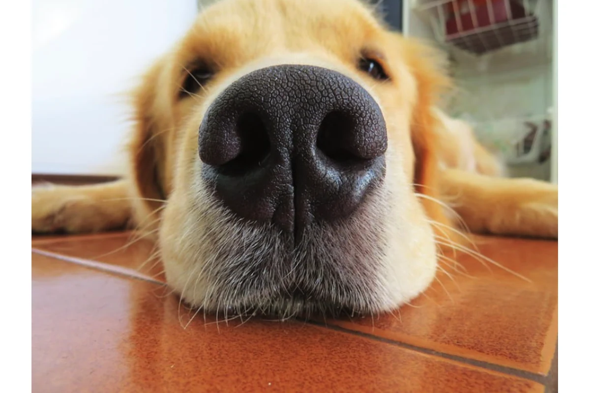 Enfermedades respiratorias en perros y gatos: panel diagnóstico completo