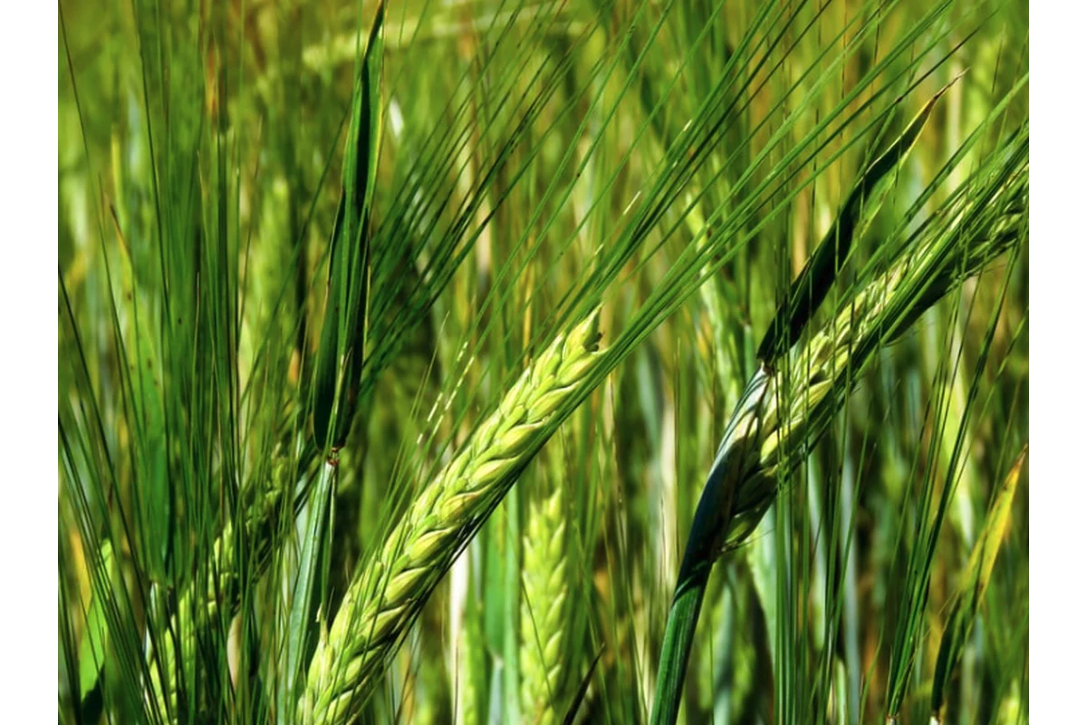 Fusarium en trigo y cebada: diagnóstico molecular antes de la cosecha