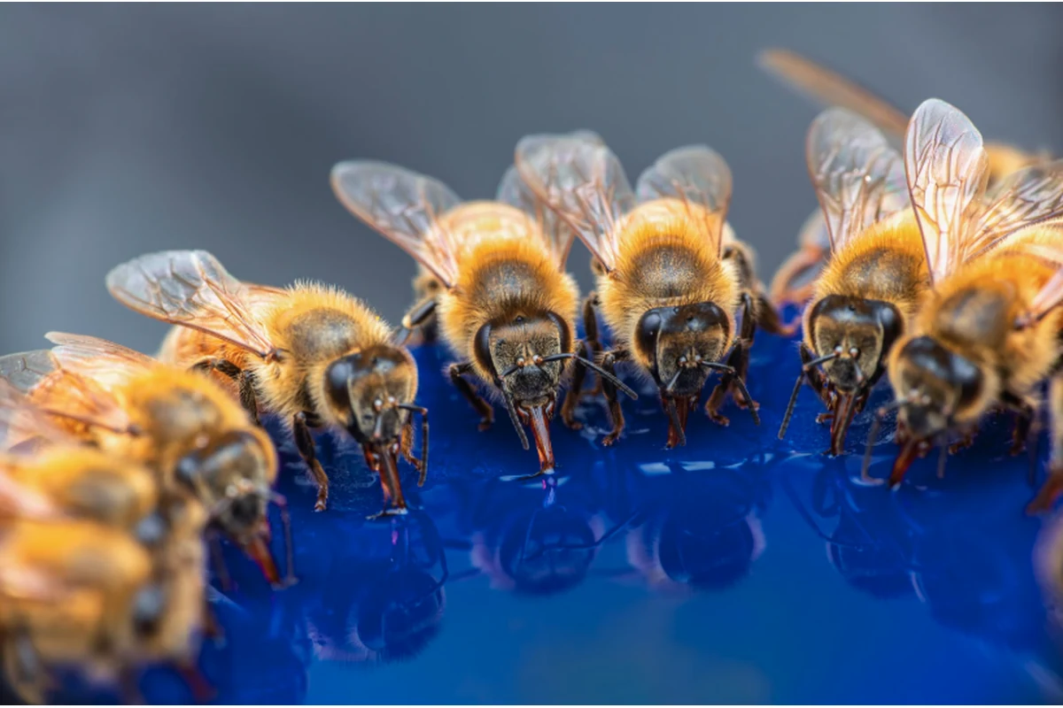 Nosema en colmenas: cómo detectarlo antes de perder la temporada