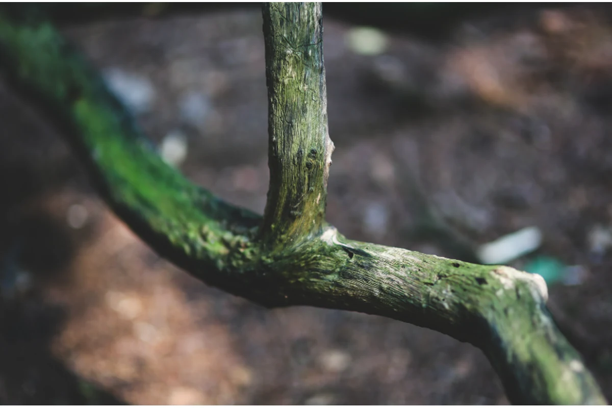 Pythium Debaryanum