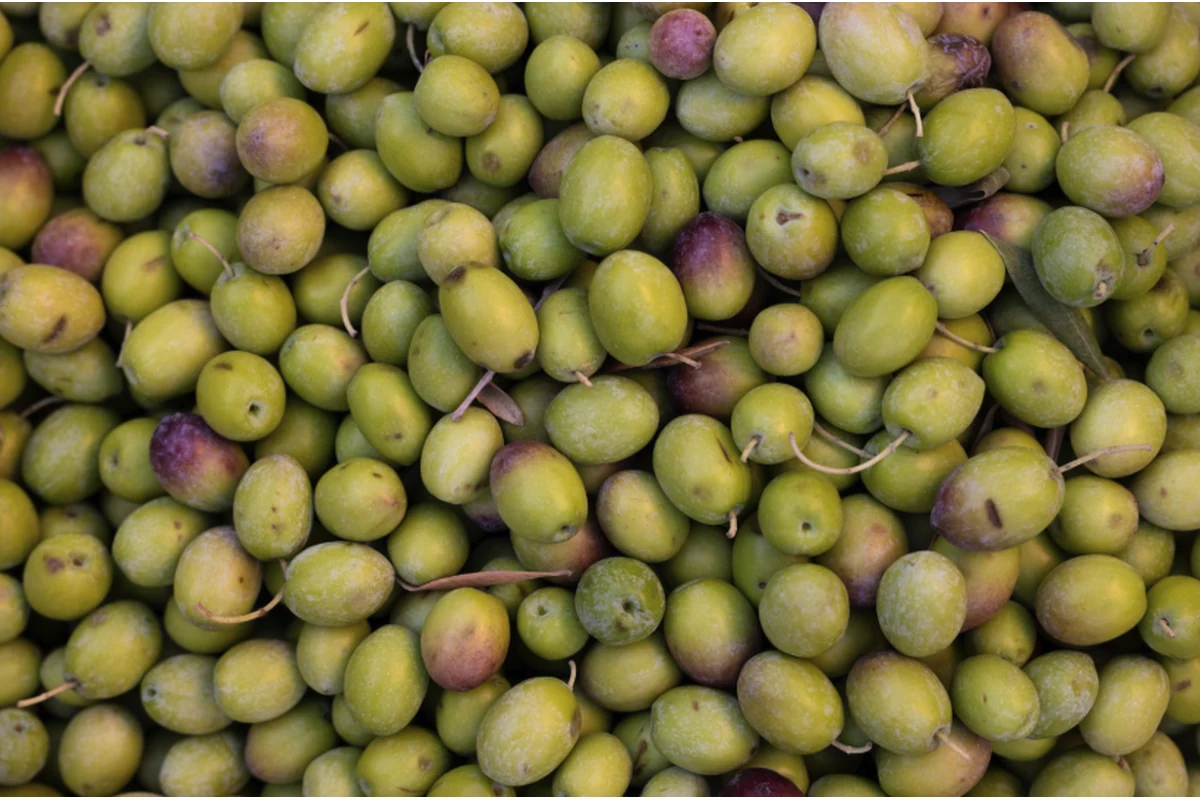 Rendimiento Graso de las Aceitunas