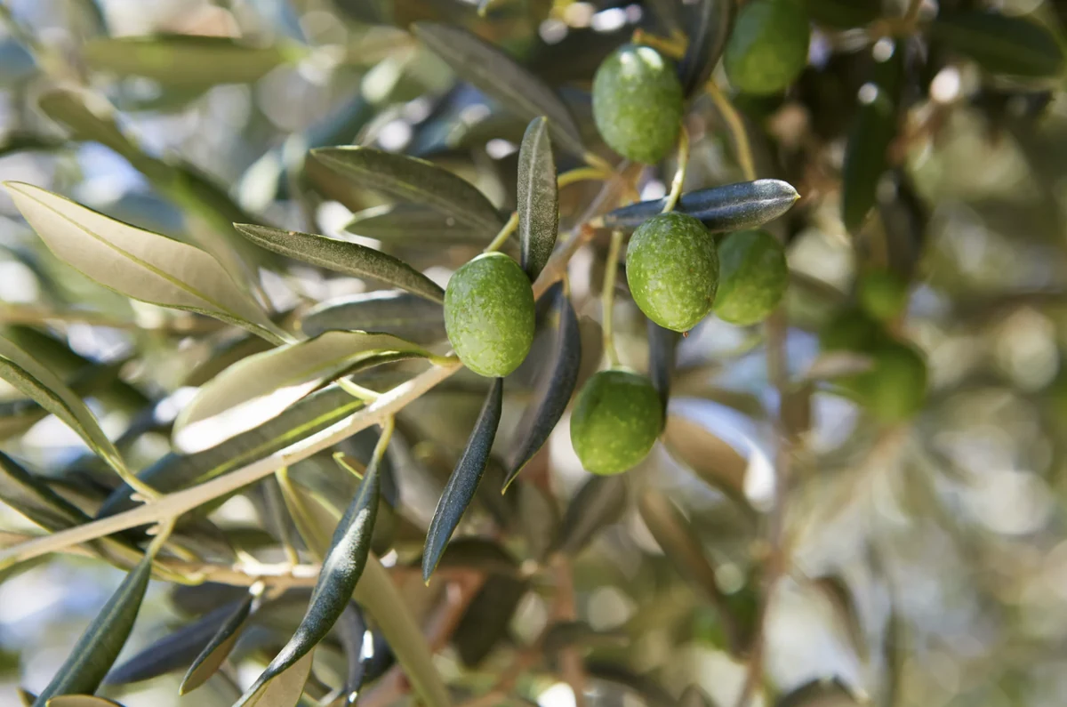 Análisis de aceituna antes de ir a la almazara